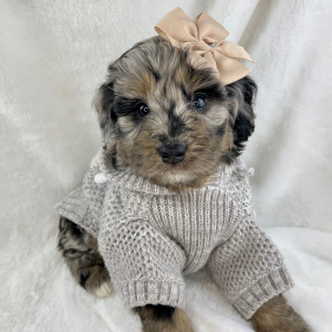 Bernedoodle Puppy Nessa