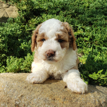 Goldendoodle Puppy Stacy