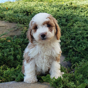 Goldendoodle Puppy Stacy