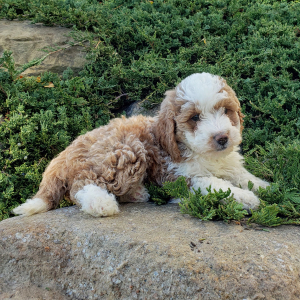Goldendoodle Puppy Stacy