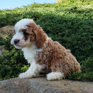 Goldendoodle Puppy Stacy