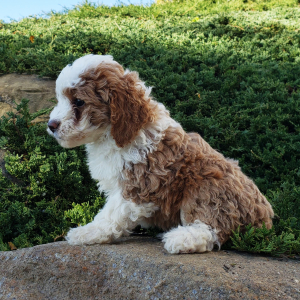 Goldendoodle Puppy Stacy
