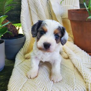 Cavapoo Puppy Finley