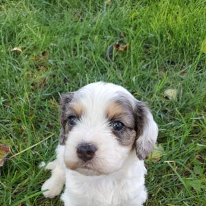 Cavapoo Puppy Finley