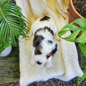 Cavapoo Puppy Finley