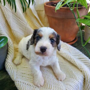 Cavapoo Puppy Finley