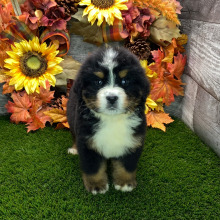 Bernese Mountain Dog Puppy Tripp