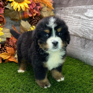 Bernese Mountain Dog Puppy Tripp