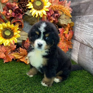 Bernese Mountain Dog Puppy Tripp