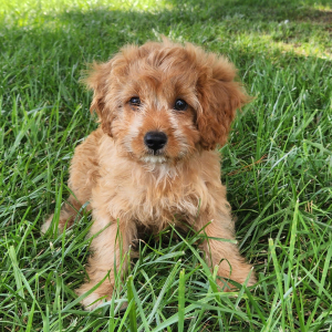 Cavapoo Puppy Tipsy