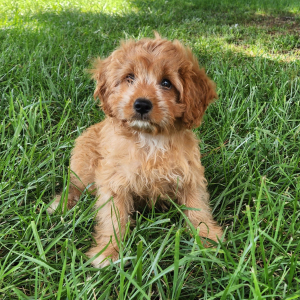 Cavapoo Puppy Tipsy
