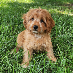 Cavapoo Puppy Tipsy