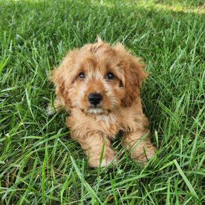 Cavapoo Puppy Tipsy