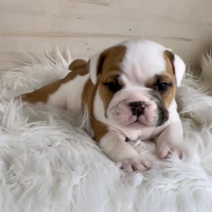 Bulldog Puppy Max