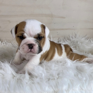Bulldog Puppy Max