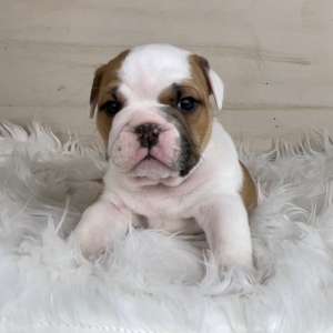 Bulldog Puppy Max