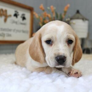 Beagle Puppy Scooter