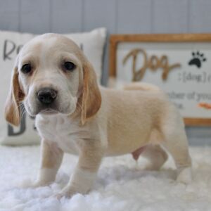 Beagle Puppy Scooter