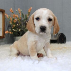 Beagle Puppy Scooter