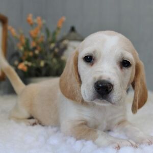 Beagle Puppy Scooter
