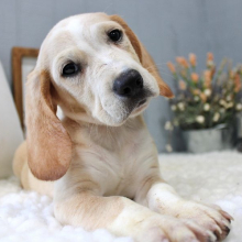 Beagle Puppy Scooter