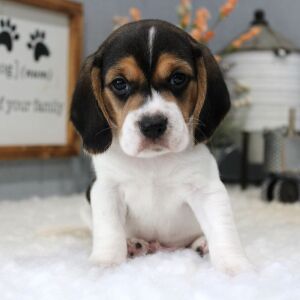 Beagle Puppy Tate