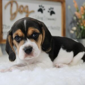 Beagle Puppy Tate