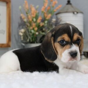 Beagle Puppy Tate