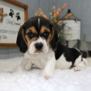 Beagle Puppy Tate