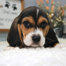 Beagle Puppy Tate