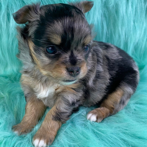 Chihuahua Puppy Merlin