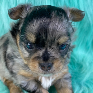 Chihuahua Puppy Merlin