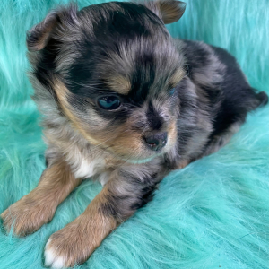 Chihuahua Puppy Merlin