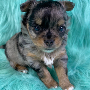 Chihuahua Puppy Merlin