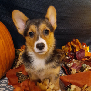 Pembroke Welsh Corgi Puppy Poppita