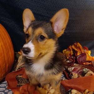 Pembroke Welsh Corgi Puppy Poppita