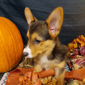 Pembroke Welsh Corgi Puppy Poppita