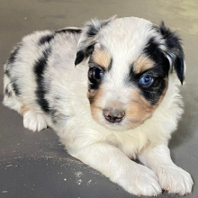 Australian Shepherd Puppy Hambone