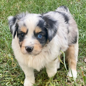 Australian Shepherd Puppy Hambone