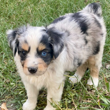 Australian Shepherd Puppy Hambone