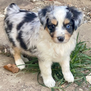 Australian Shepherd Puppy Hambone