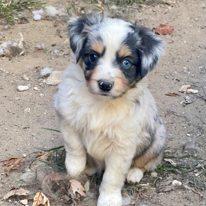 Australian Shepherd Puppy Hambone
