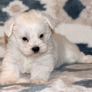 Yorkshire Terrier Puppy Roo