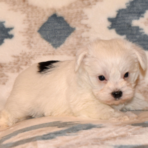Yorkshire Terrier Puppy Roo