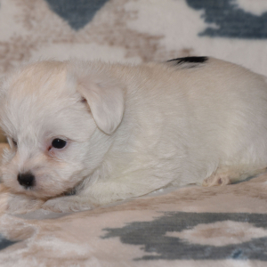 Yorkshire Terrier Puppy Roo
