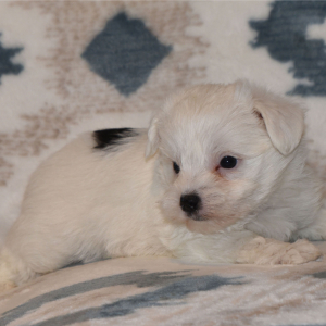 Yorkshire Terrier Puppy Roo