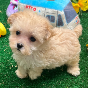 Maltipoo Puppy Jaci