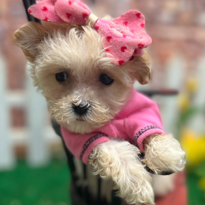 Maltipoo Puppy Jaci