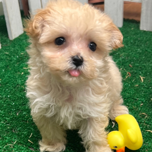 Maltipoo Puppy Jaci