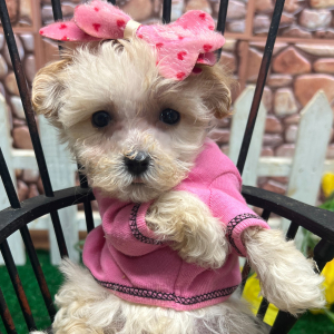 Maltipoo Puppy Jaci
